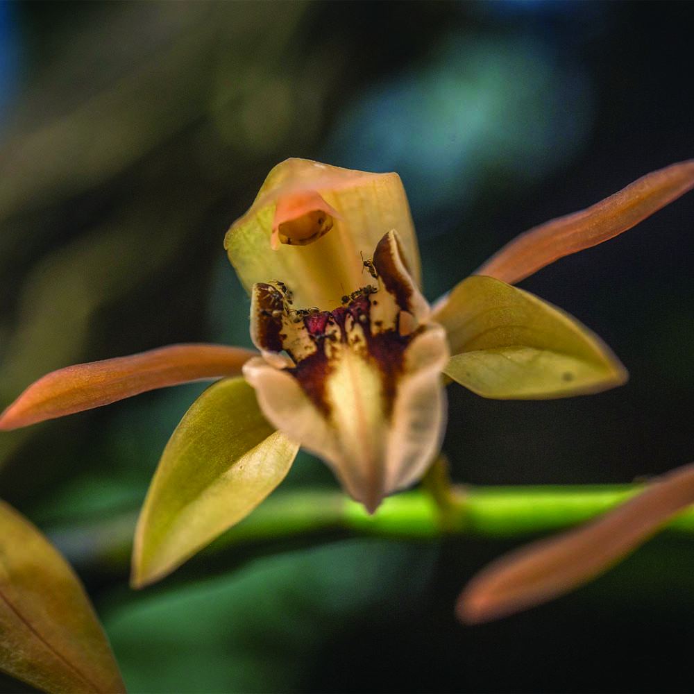 A wild orchid in close-up in the forests of Zhemgang