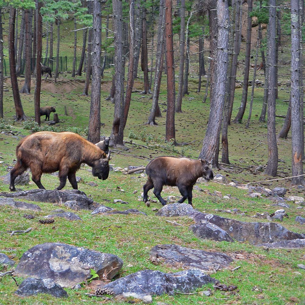A herd of takin, Bhutan's national animal, grazing in a pine forest